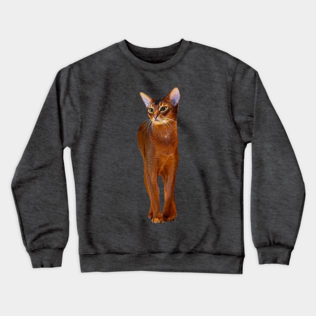 Abyssinian Cat Kitten Crewneck Sweatshirt by Elarex